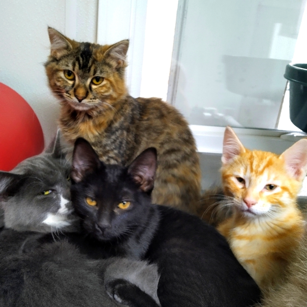 Shelter Kitties IV